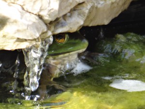 Frog in water