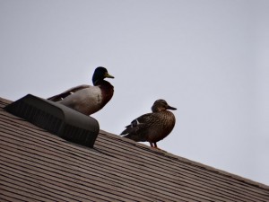 DUCKS ON THE ROOF