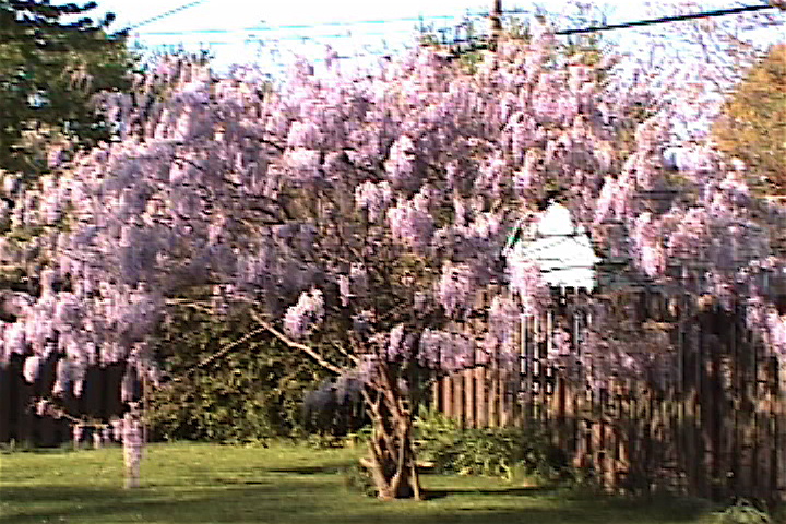 1999 WISTERIA "TREE"