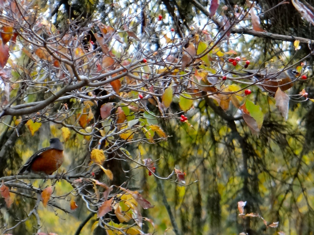 TWO ROBINS< CAN YOU FIND THEM?